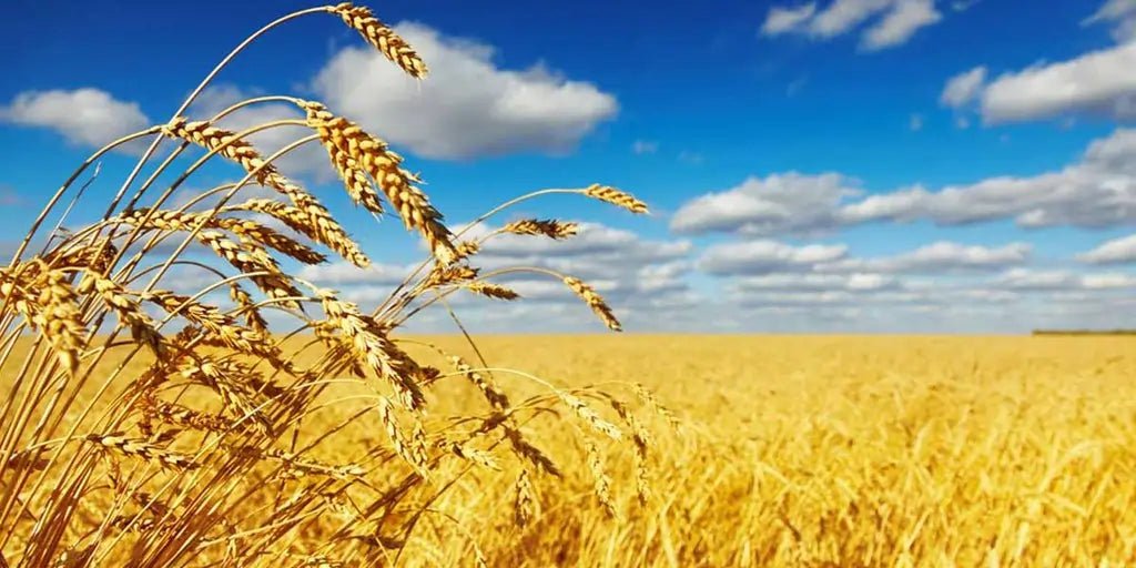 Gluten Free Nutrition: Fact or Fad? - Allmax Nutrition