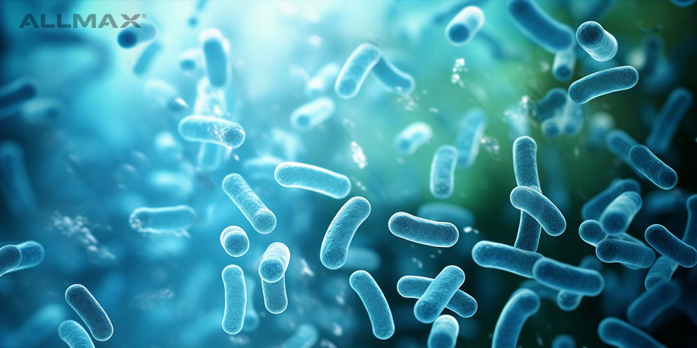 Lactobacillus Gasseri
