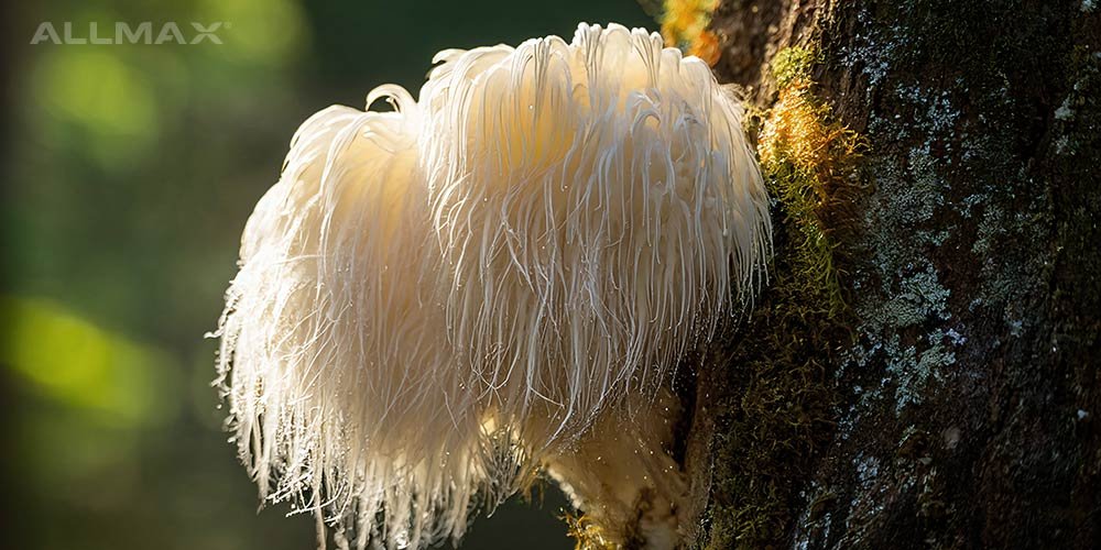 Lion’s Mane: Health Benefits, Side Effects and More - Allmax Nutrition