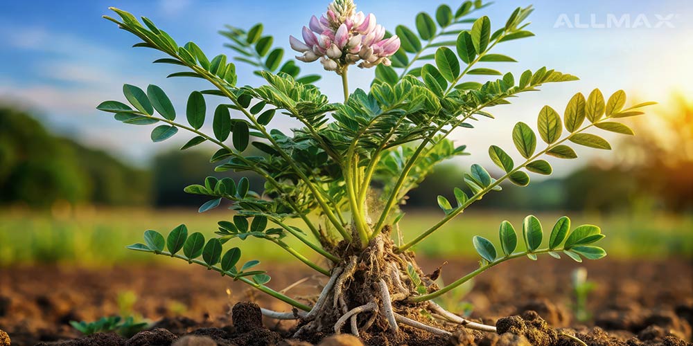 Astragalus