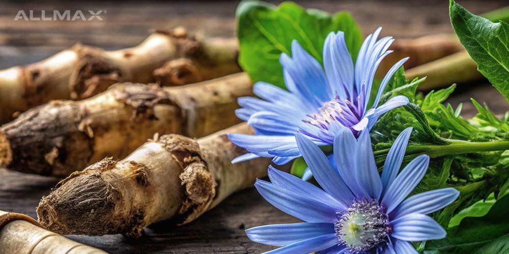 Chicory Root: Health Benefits, Side Effects, and More - Allmax Nutrition